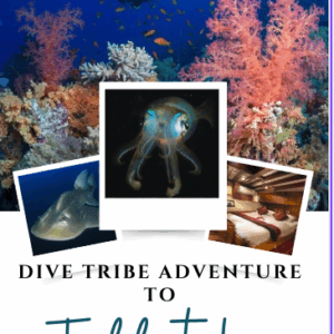 Tubbataha Liveaboard+ Dumaguete 2029